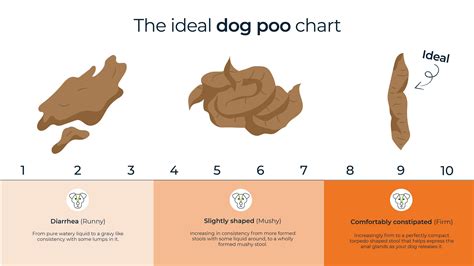 How Often Should Your Dog Poop?: The Ultimate Guide to Canine Digestion and Bowel Movements